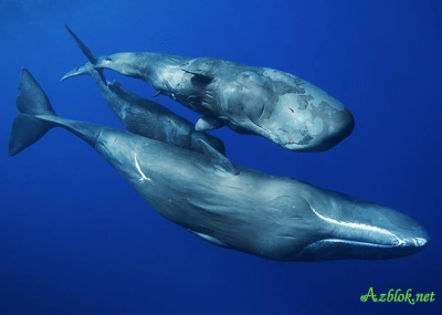 Загадка белых шрамов на теле китов